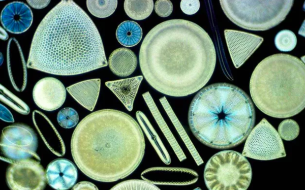 硅藻是单细胞藻类生物, 分布极广, 在某些特定的环境中, 硅藻大量繁殖